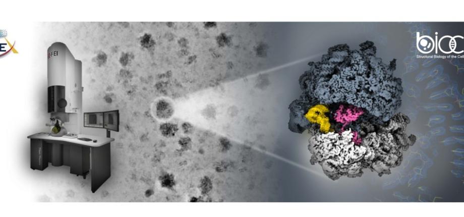 Comment les ribosomes des archées « hibernent » 