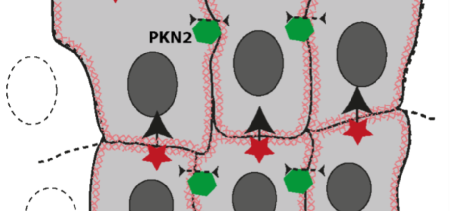 How cells communicate when they migrate collectively