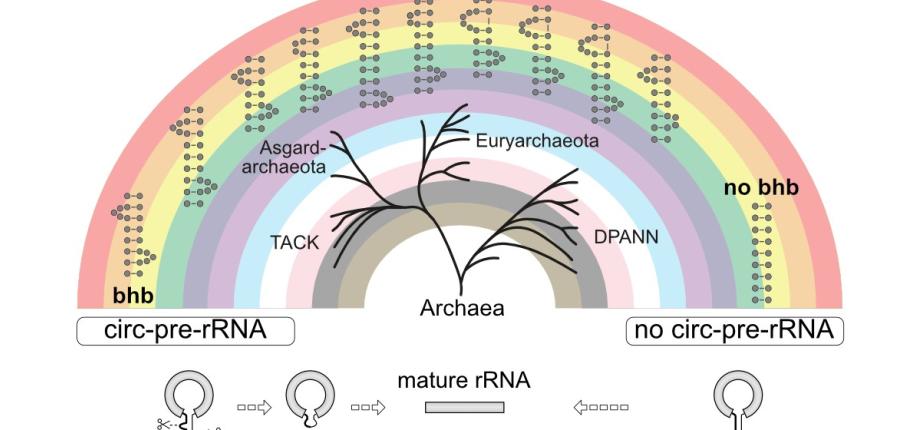 Diversité des voies de maturation de l’ARNr chez les archées