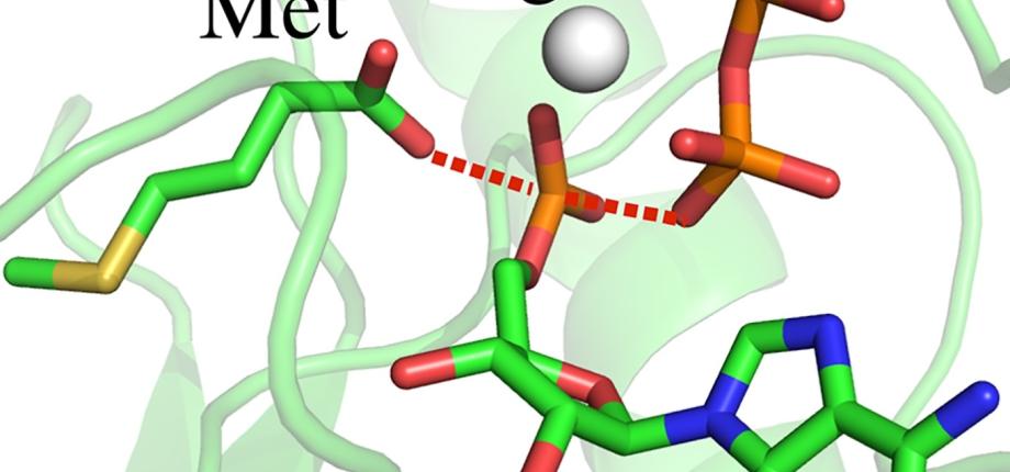 Bioinformatique structurale