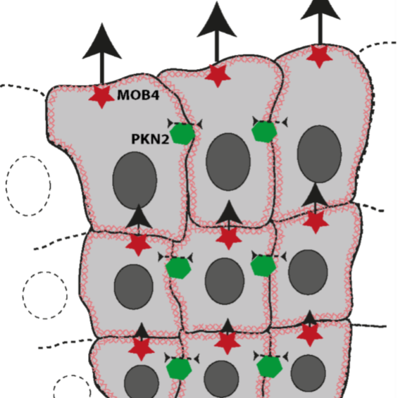 How cells communicate when they migrate collectively