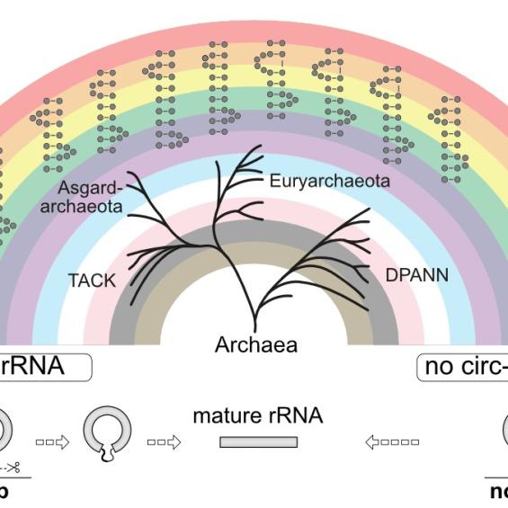 Diversity of rRNA Maturation Pathways in Archaea
