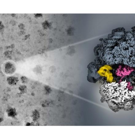 Comment les ribosomes des archées « hibernent » 