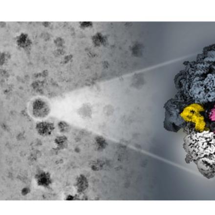 Comment les ribosomes des archées « hibernent » 