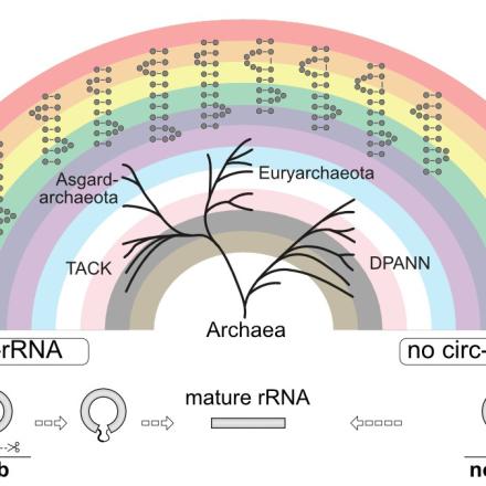 Diversité des voies de maturation de l’ARNr chez les archées